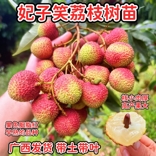 广西妃子笑荔枝苗嫁接带土带叶发