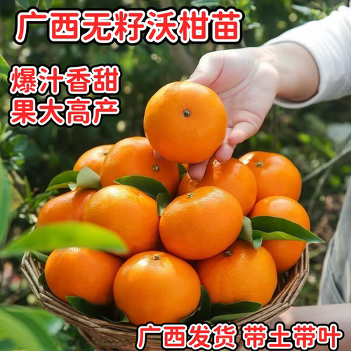 广西091无核沃柑嫁接苗蜜甜多汁