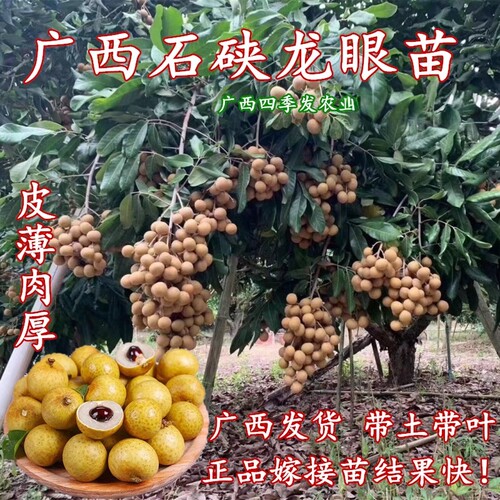 石硖龙眼苗高产香甜核小庭院盆栽