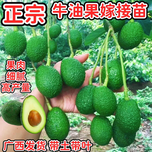 哈斯牛油果嫁接苗阳台庭院盆栽
