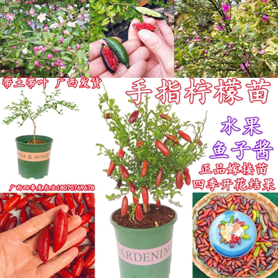 手指柠檬树苗四季嫁接苗当年结果