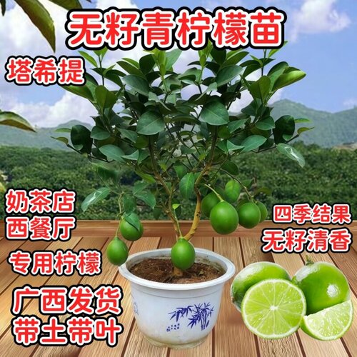 盆栽无籽青柠檬树苗嫁接四季结果