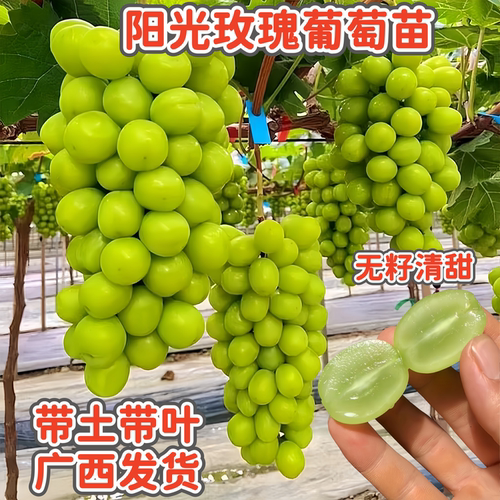 阳光玫瑰葡萄苗带土带叶四季爬藤