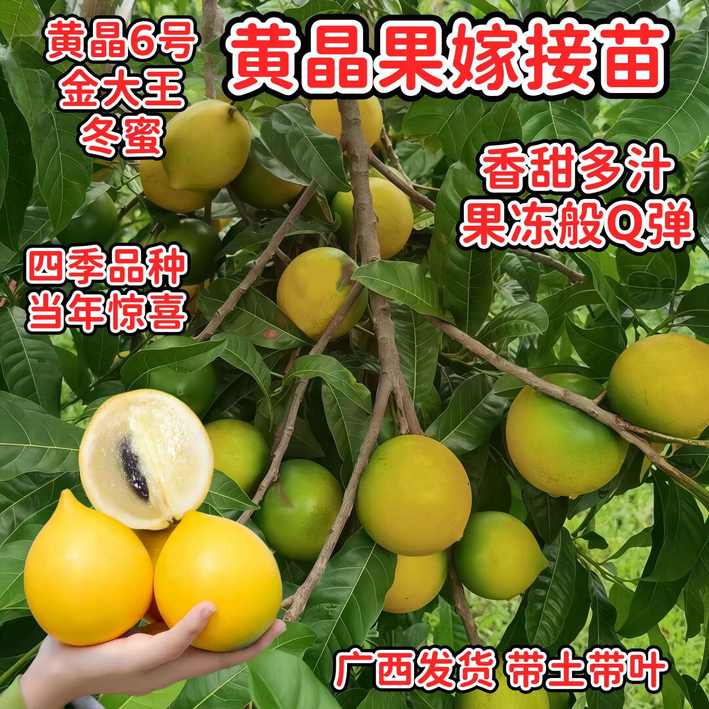 广西黄晶果嫁接苗当年结果四季图片