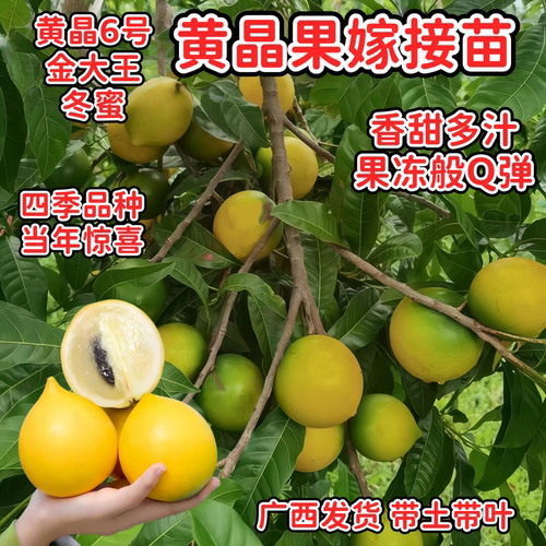 广西黄晶果嫁接苗当年结果四季