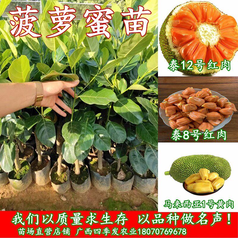 泰国8号12号红肉菠萝蜜树苗马来西亚1号黄肉菠萝蜜嫁接苗四季结果