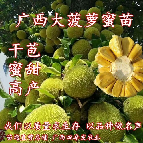 广西菠萝蜜树苗南方四季特大嫁接
