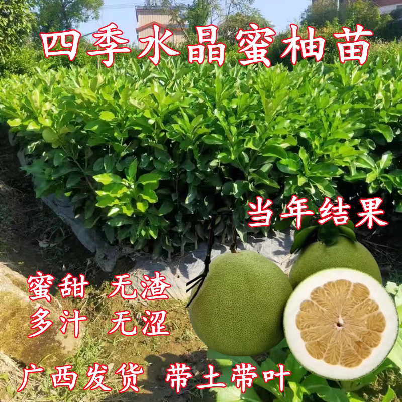 新品种四季甜蜜柚子苗正品嫁接白蜜柚子树苗南北方种植庭院盆栽苗