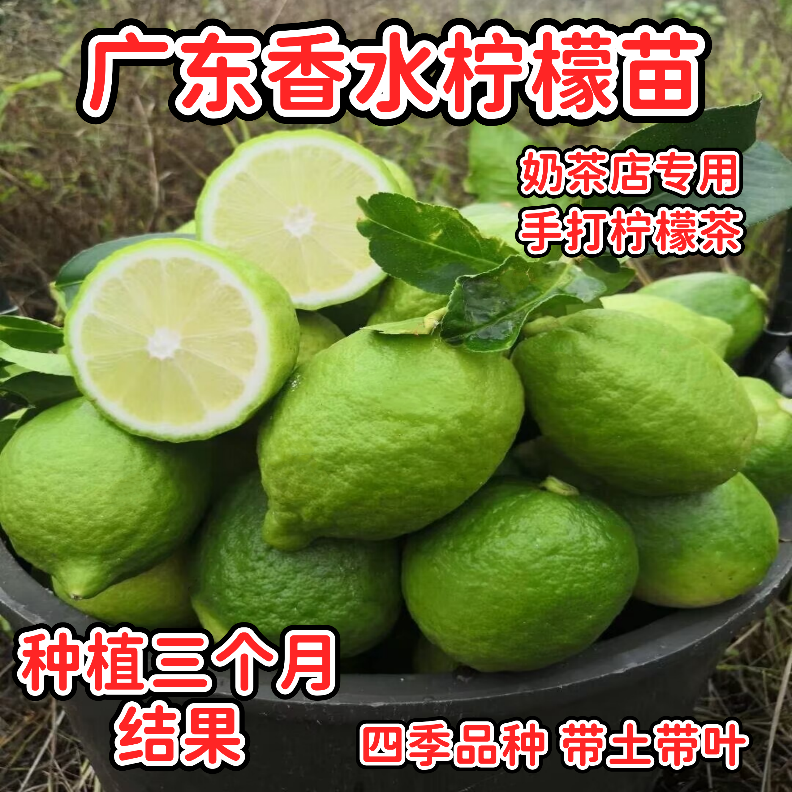 广东香水柠檬苗手打柠檬茶柠檬树树苗四季结果柠檬苗庭院盆栽地栽