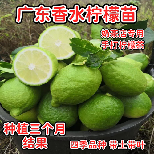 广东香水柠檬苗嫁接四季结果