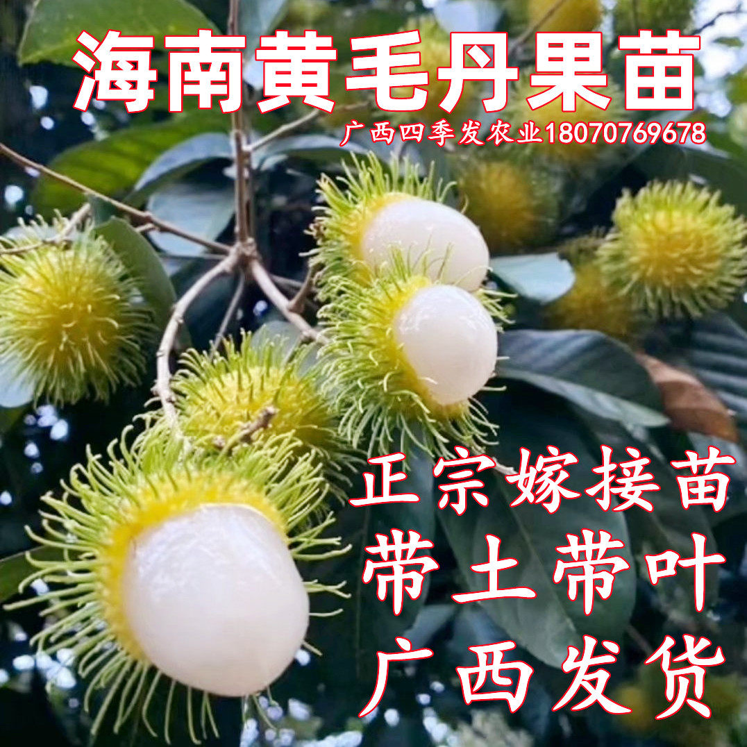 海南黄毛丹果苗毛荔枝树苗黄毛丹苗四季水果树苗南方种植盆栽地栽