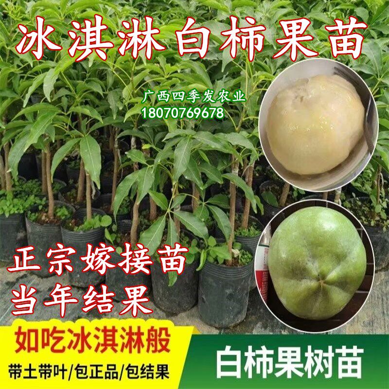 白柿果苗冰淇淋果苗嫁接果树苗南方阳台庭院种植盆栽常绿果树