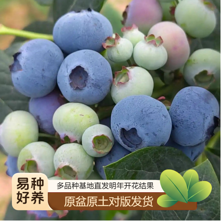 蓝莓树苗盆栽大果丰产好养中杯蓝莓苗原盆原土南北方种植果树苗
