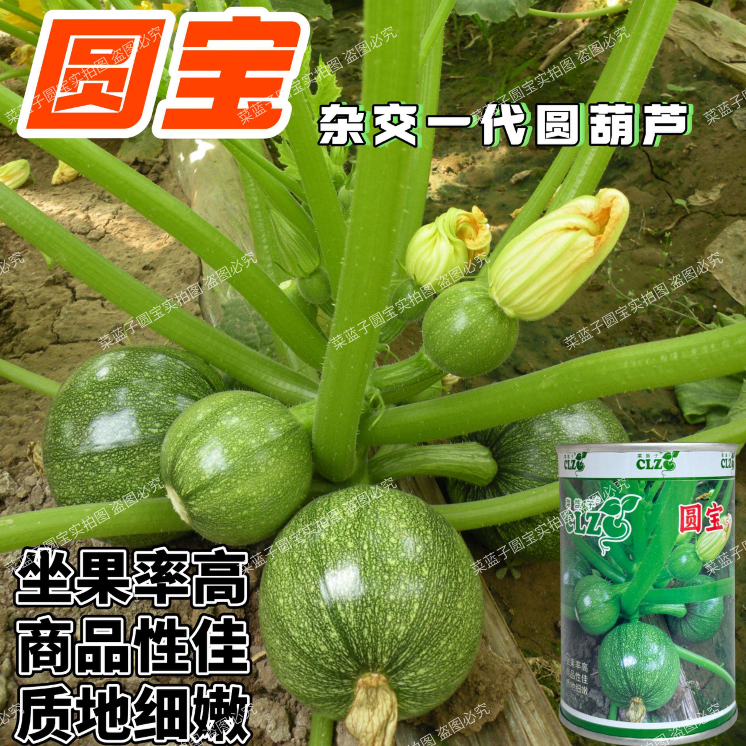菜篮子圆宝西葫芦种子春秋圆形短蔓嫩瓜种子耐低温弱光高产蔬菜子