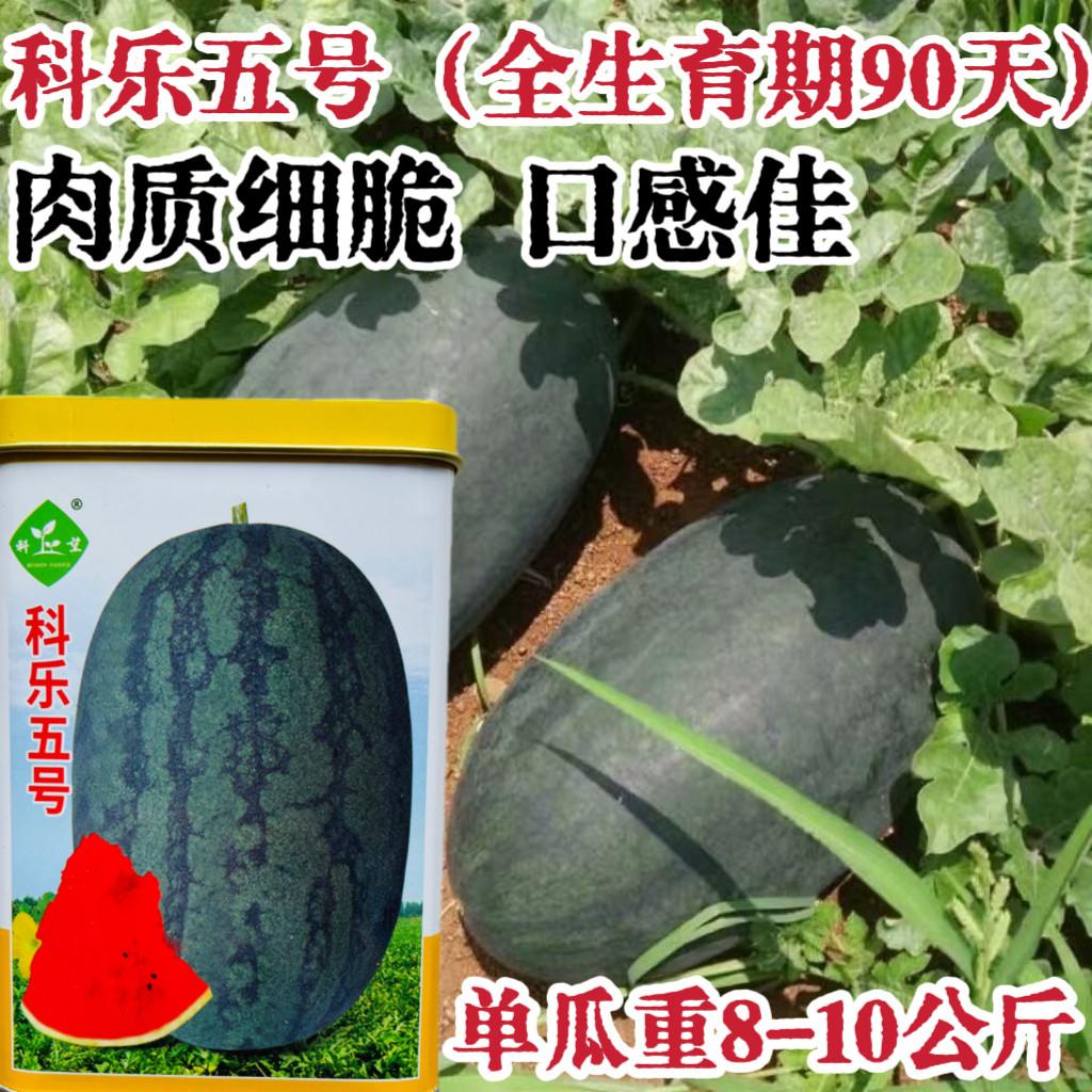 科乐五号超甜西瓜种子高糖中熟黑皮红瓤西瓜籽耐贮运大西瓜种籽孑