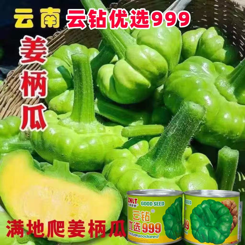 云钻优选999姜柄瓜种子中早熟蔓生小绿嫩瓜种籽爬藤小南瓜蔬菜籽