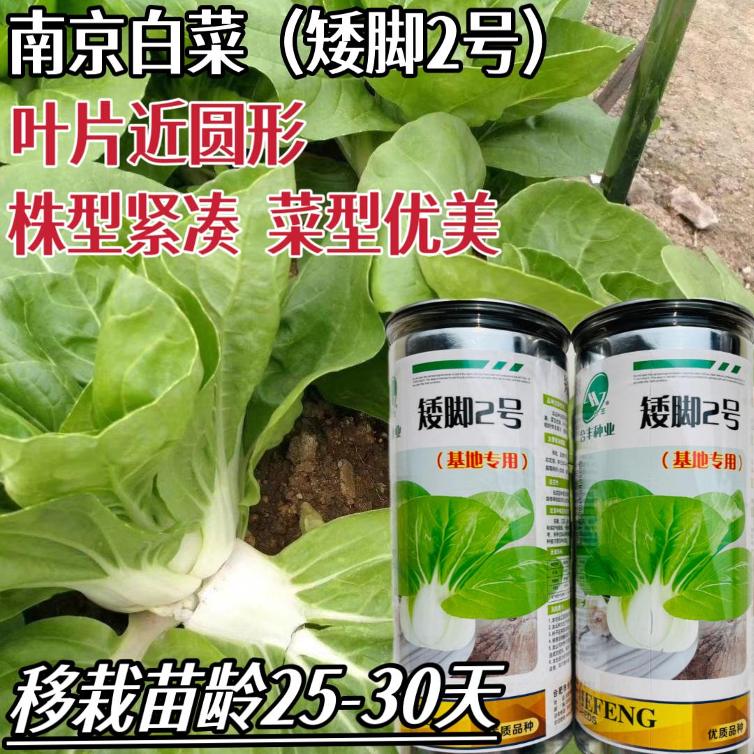 矮脚2号白菜种子农家基地菜园小白菜种籽矮脚黄易种蔬菜种子