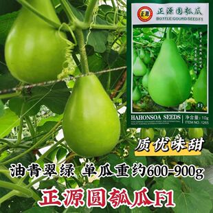 广州正源圆瓠瓜种子圆形瓠子种子杂交一代种籽油青翠绿味甜高产籽
