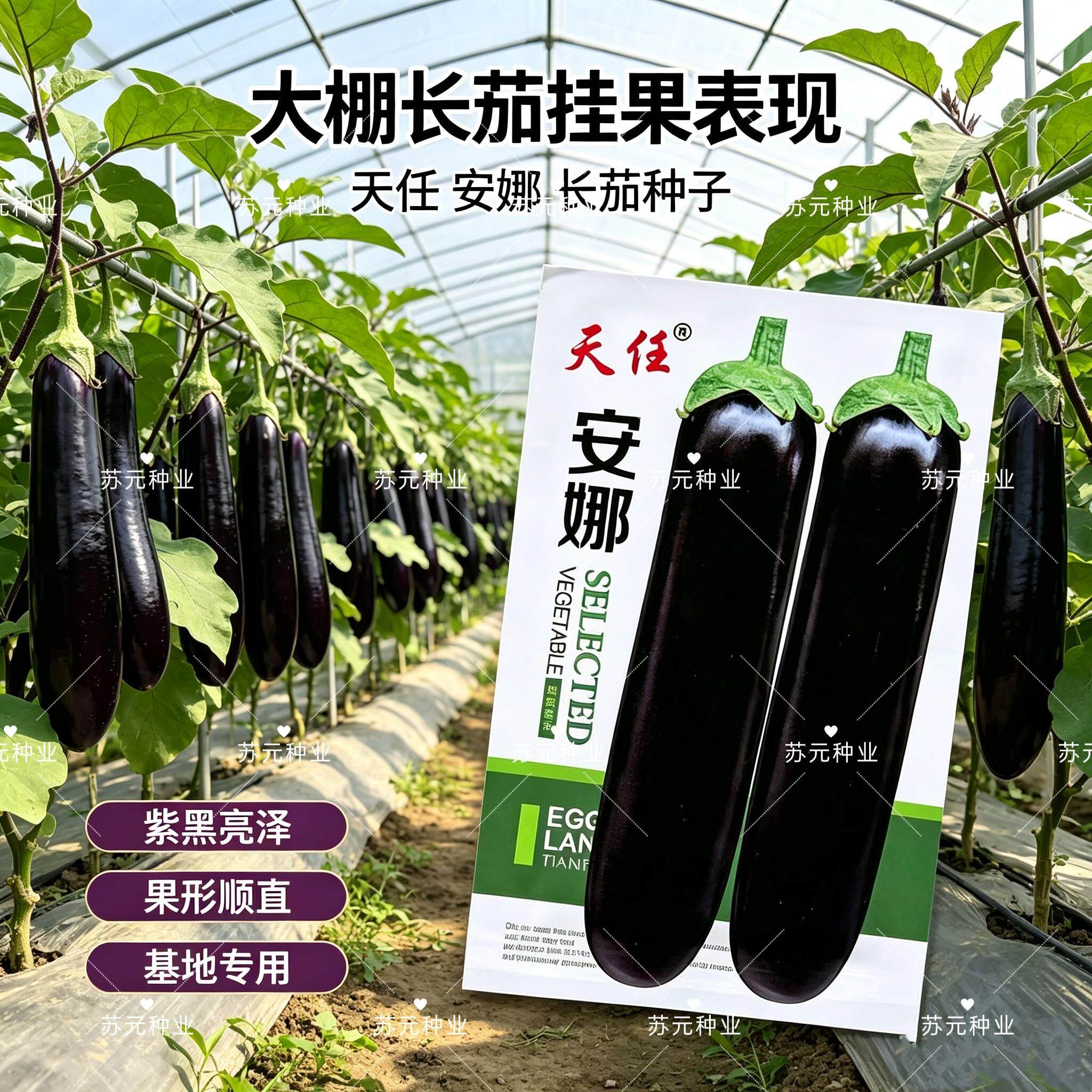天任安娜绿萼片长棒茄种子中早熟淡绿肉黑亮长茄子种籽蔬菜种子