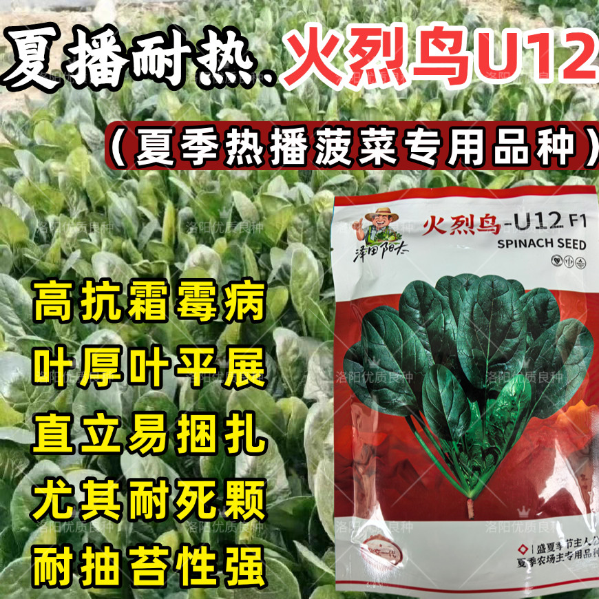 耐热菠菜种子火烈鸟夏播抗热高温油亮大叶抗病油亮菠菜蔬菜种子籽