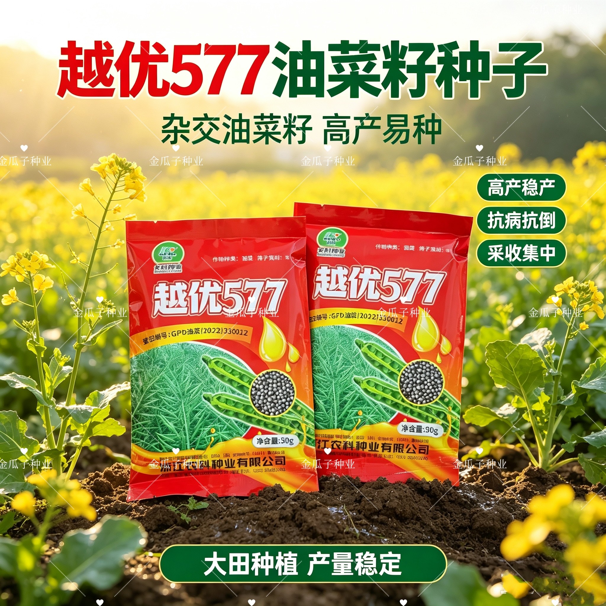 越优577 食用型油菜种子高产高含油矮杆抗寒抗病适广性强大田种孑