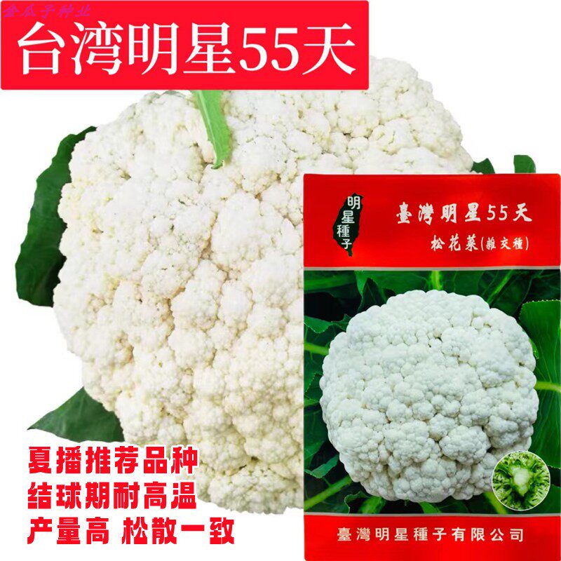 台湾明星55天青梗花菜种子夏季播松花菜种籽早熟高产耐热抗病抗逆