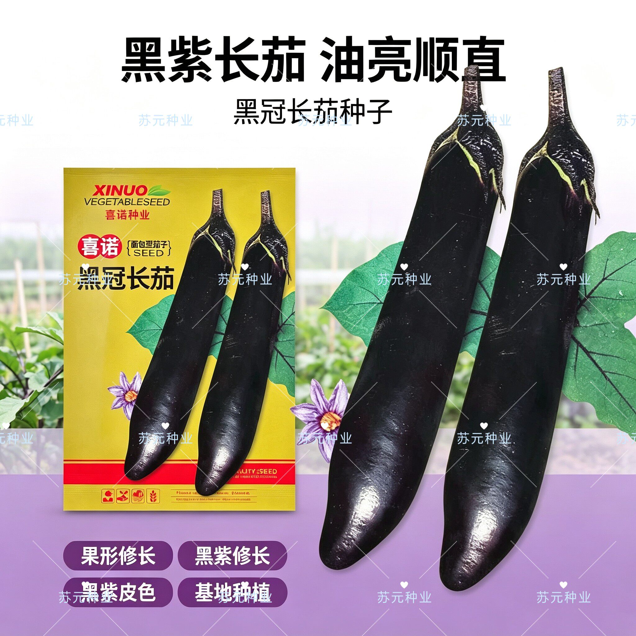 喜诺黑冠长茄种子黑亮有光泽高产黑长茄种籽田园盆栽阳台蔬菜种子