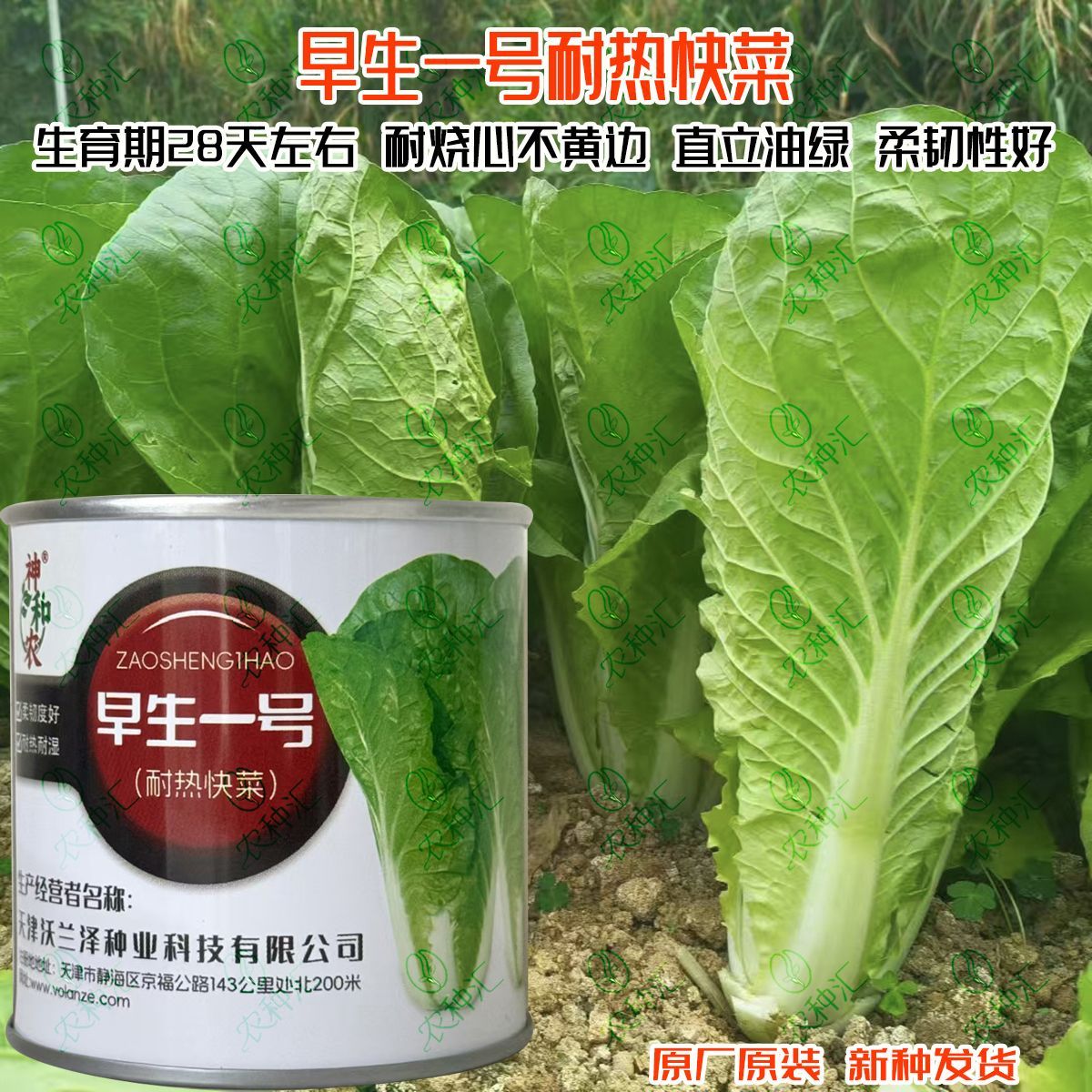 早生一号耐热快菜种子速生小白菜28天采收春夏秋季露天蔬菜种籽子