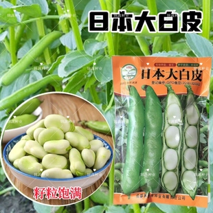 日本大白皮蚕豆种子罗汉豆籽大粒大胡豆种子高产耐寒秋冬蔬菜种籽