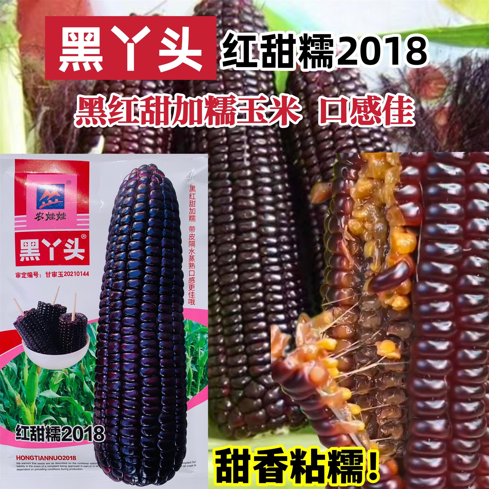 黑丫头玉米种籽红甜糯18红黑甜加糯玉米种子非转黑糯玉米种