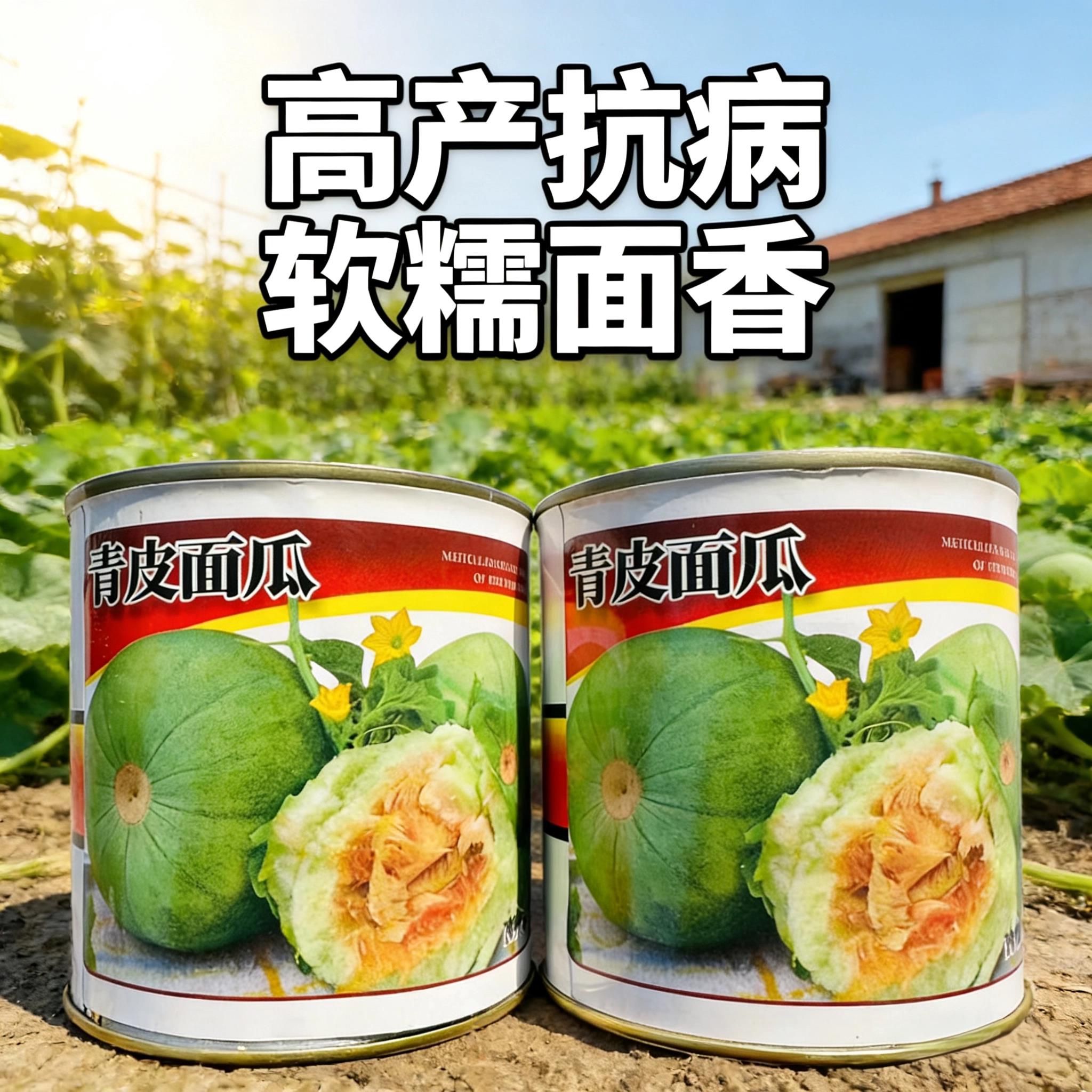 黄皮青皮面瓜种子老品种黑皮面瓜四季红皮面瓜花皮甜瓜香瓜种子籽