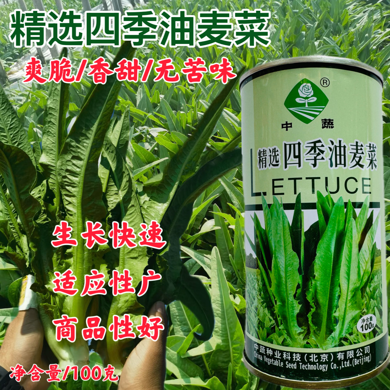 精选四季油麦麦菜种子耐热蔬菜种籽口感脆香香油菜种籽孑