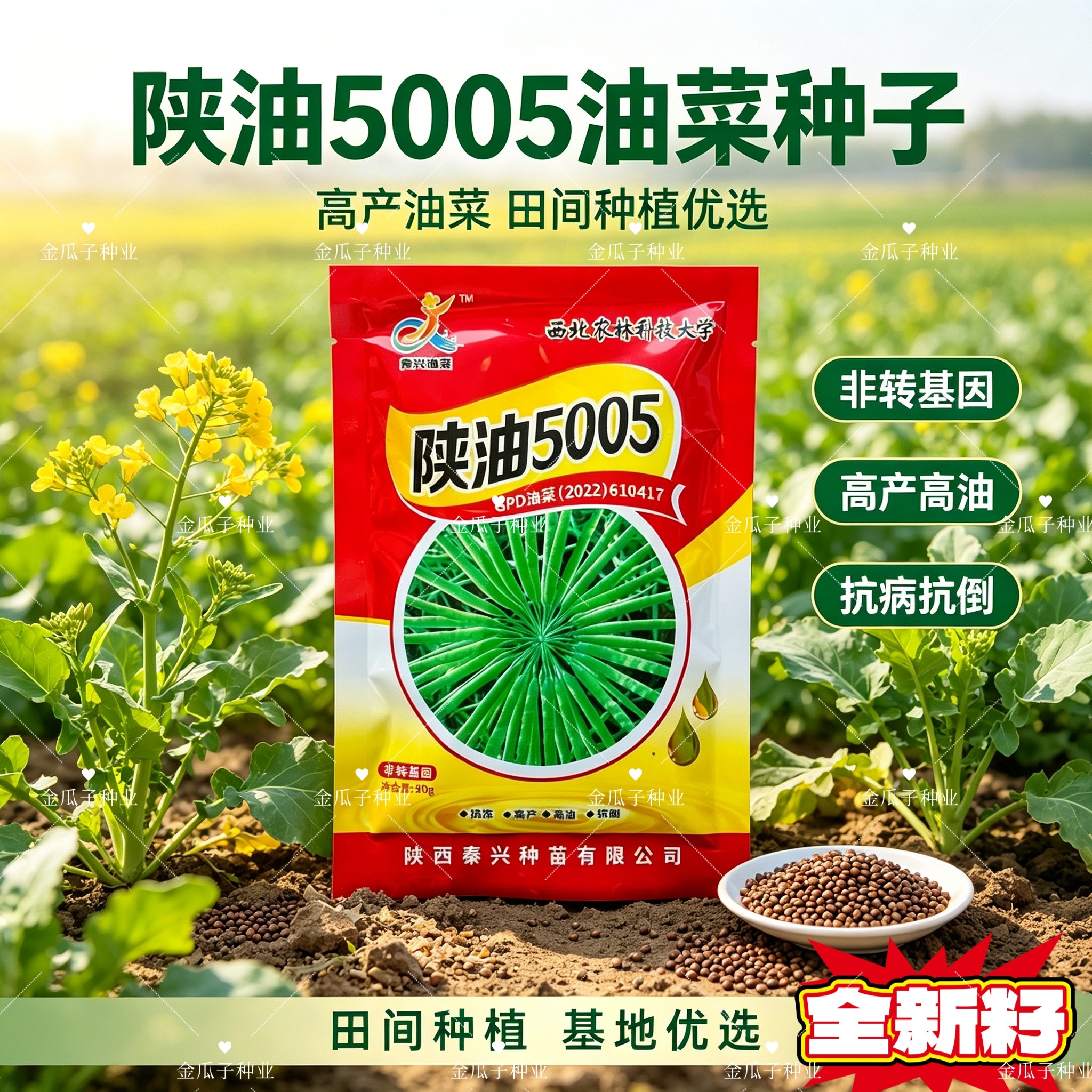 陕油5005油菜种子双低杂交抗冻抗病抗倒高油高产非转基因油菜种籽
