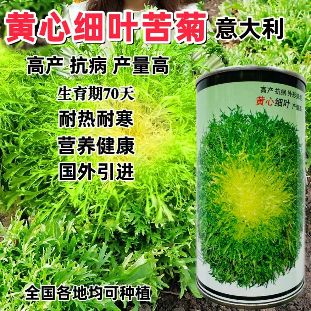碎叶苦苣种子国外引进黄心细叶苦菊种籽农家春秋季四季蔬菜种孑籽