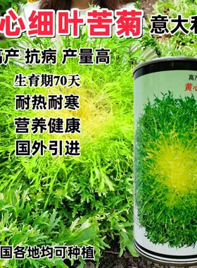 碎叶苦苣种子国外引进黄心细叶苦菊种籽农家春秋季四季蔬菜种孑籽