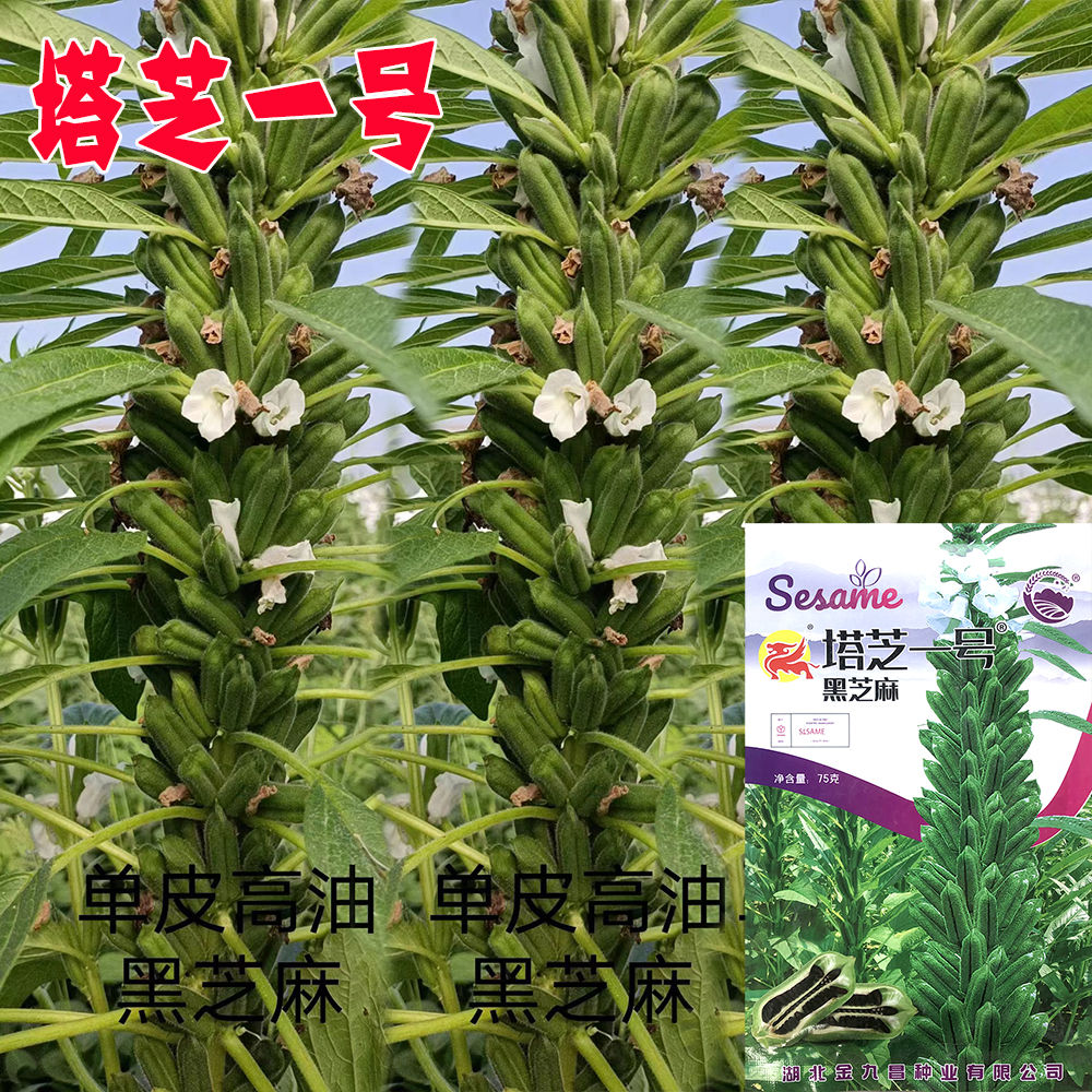 塔芝一号黑芝麻种子高产抗病抗倒芝麻种籽大田种植种孑原装正品种