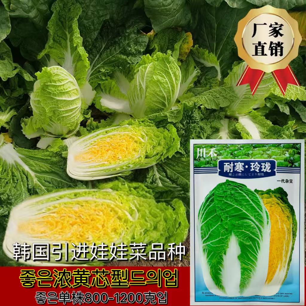 川禾耐寒玲珑黄心娃娃菜种子韩国进口早熟抗病大白菜种子