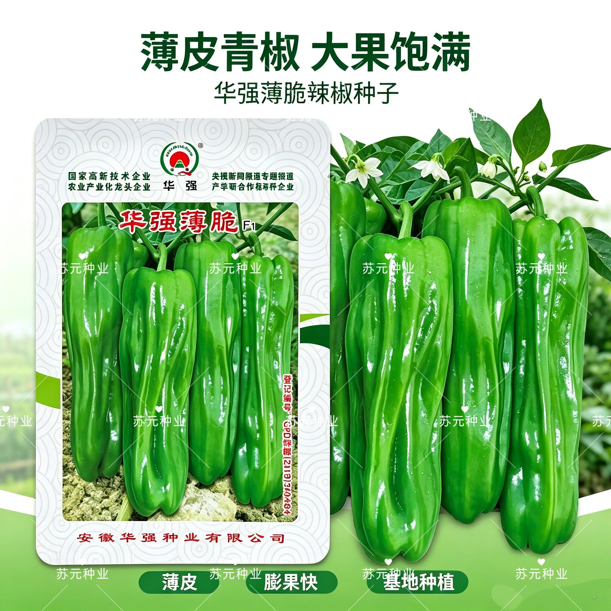 华强薄脆辣椒种子大果薄皮早熟薄皮长灯笼椒杂交种春季露地播辣椒
