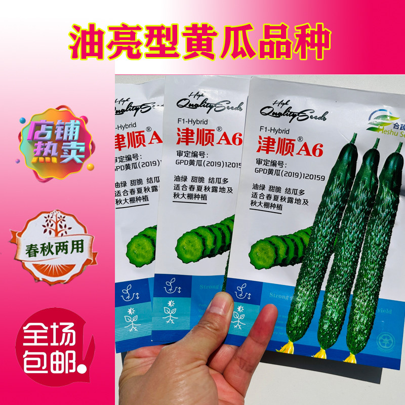 津顺A6黄瓜种子耐高温油亮顺直短把密刺高产抗病春秋播种黄瓜种籽