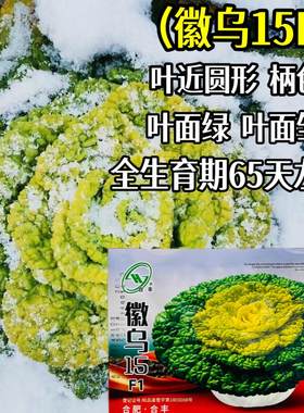 微乌15黄心乌塌菜种子秋播耐寒黄心菜白菜种籽矮颗杂交蔬菜孑