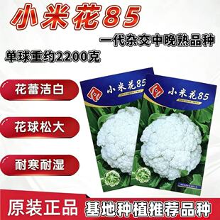 小米花85花菜种子一代杂交中晚熟花椰菜种子花球松大洁白花梗青绿