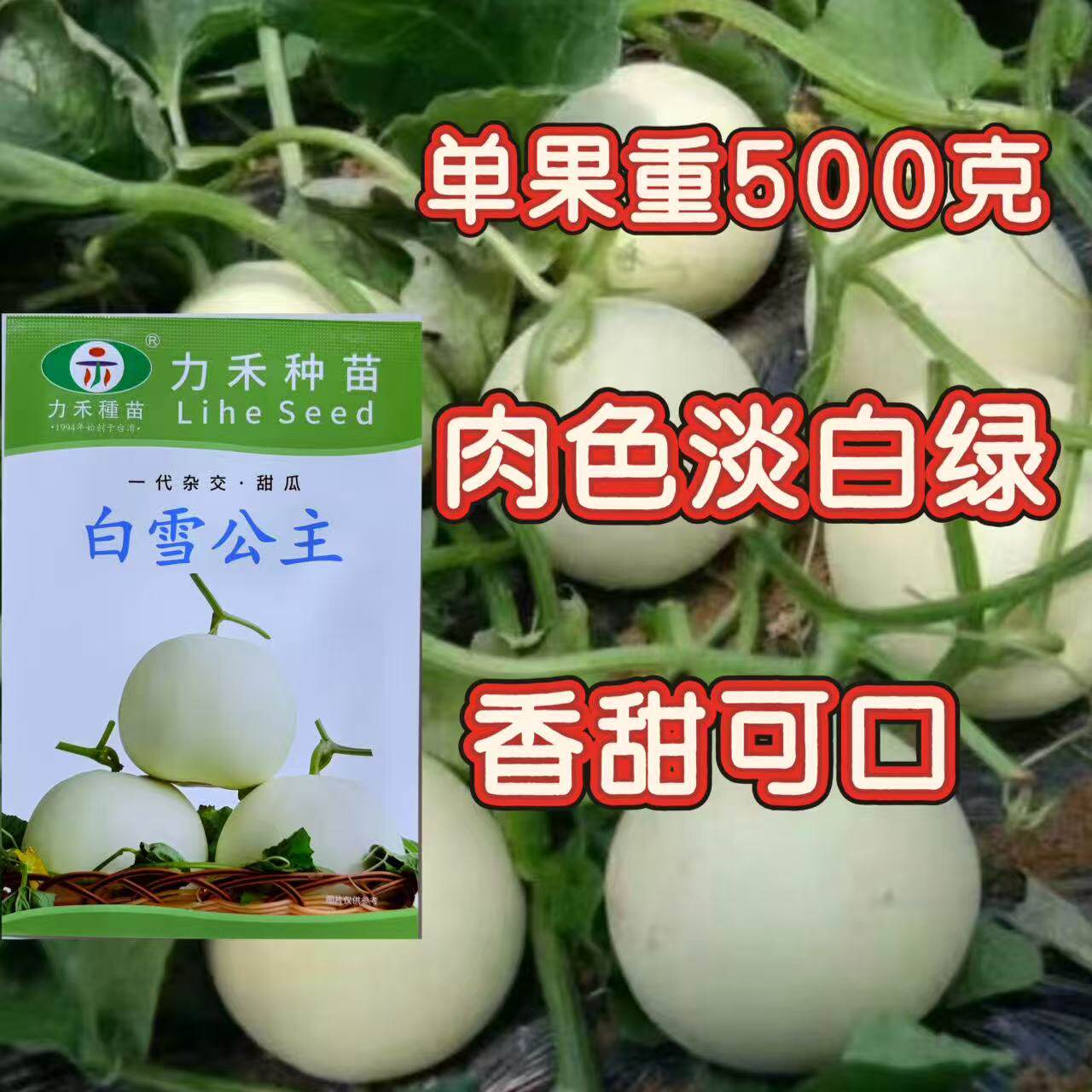 力禾种苗白雪公主甜瓜种子白皮白绿肉甜度高香味细腻浓香抗病高产