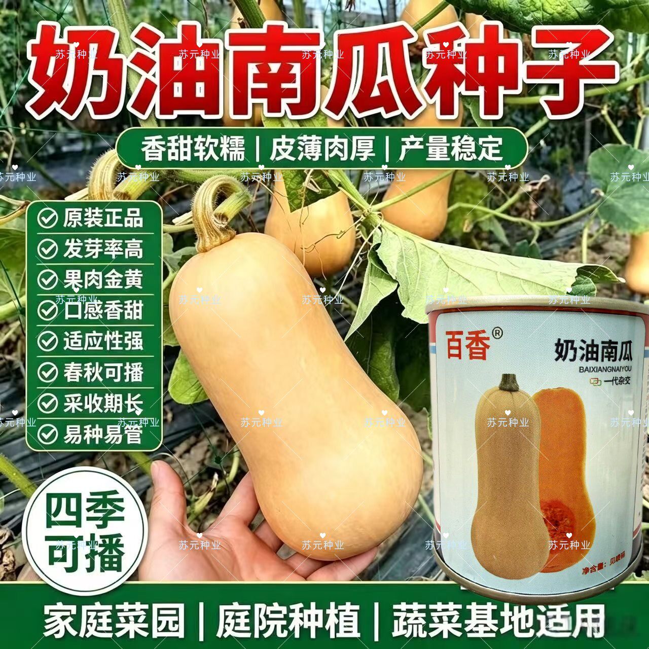 百香奶油南瓜种子家庭种籽迷你超甜瓜籽小桔瓜籽种春秋季蔬菜种孑