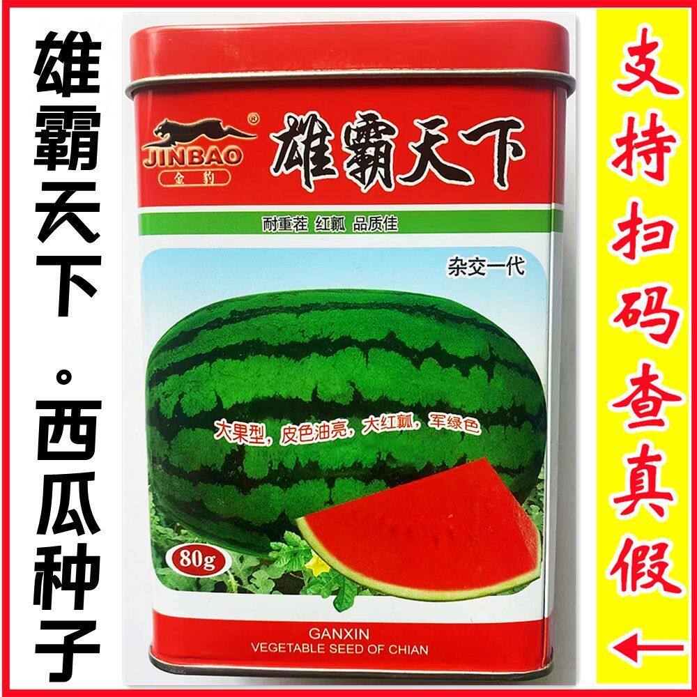 金豹雄霸天下西瓜种子大红瓤高产耐重茬大果型皮色油亮果实椭圆形
