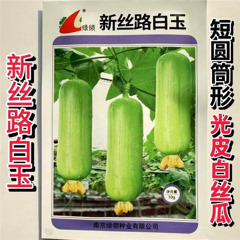 新丝路白玉种子中熟光皮白丝瓜种子高产油亮短棒白绿皮肉丝瓜种子