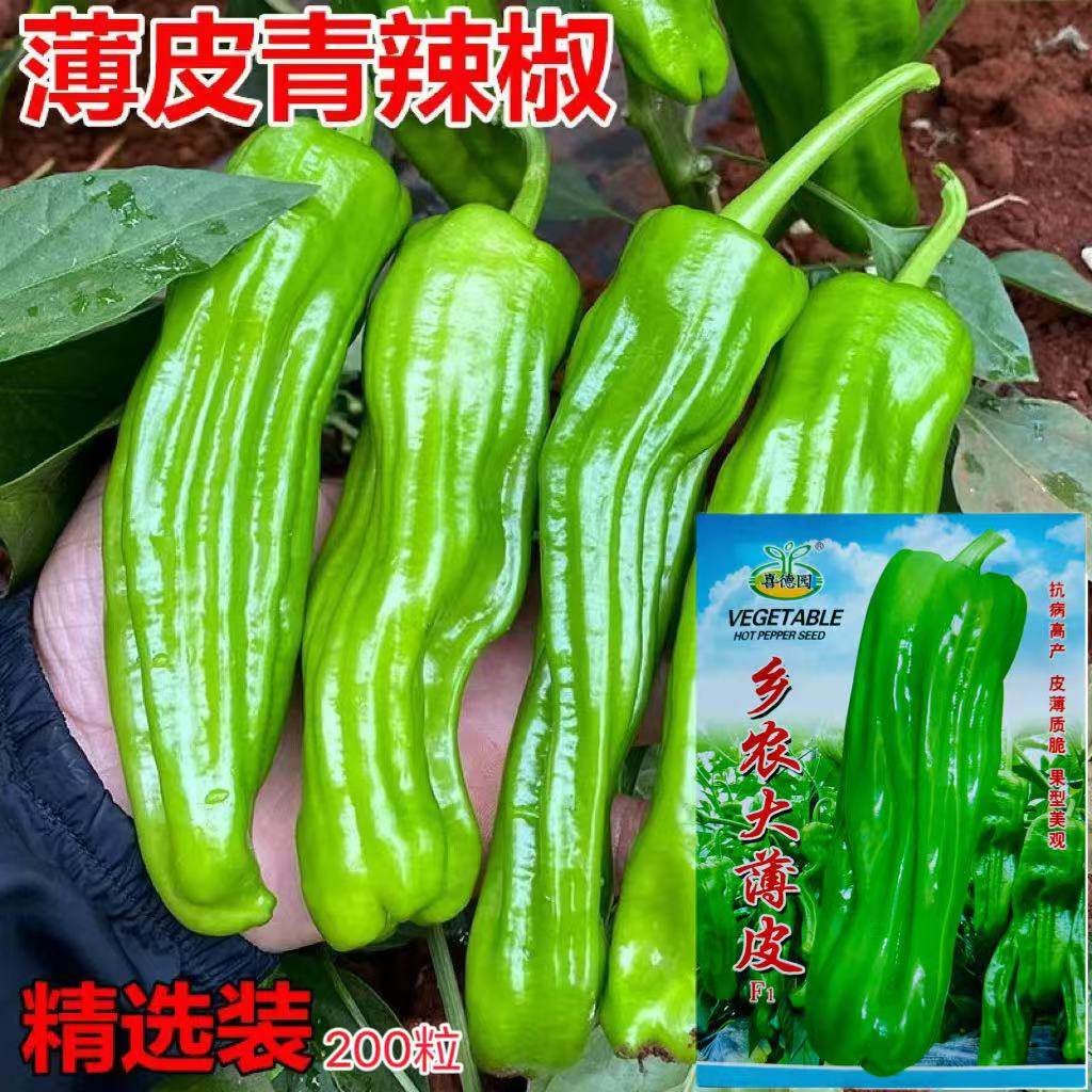 乡农大薄皮辣椒种子早熟大果薄皮椒种籽微辣皮薄长灯笼型蔬菜种子