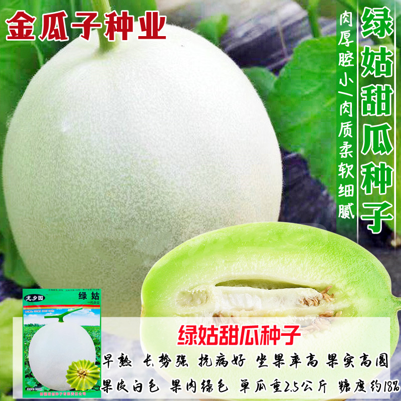 绿姑甜瓜早熟抗病高产超甜耐运输