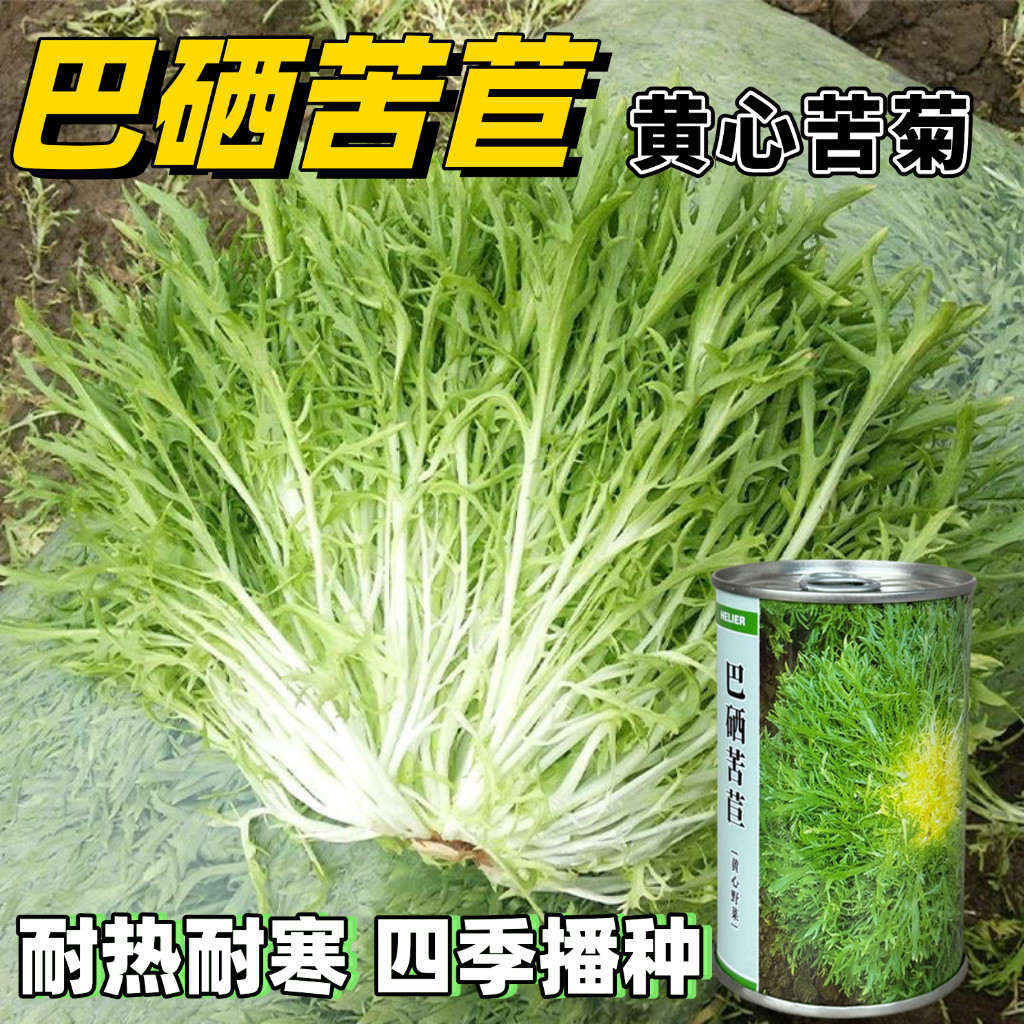 巴西黄心苦苣种子四季播优质苦菊种籽黄心细叶蔬菜种子春秋季蔬菜