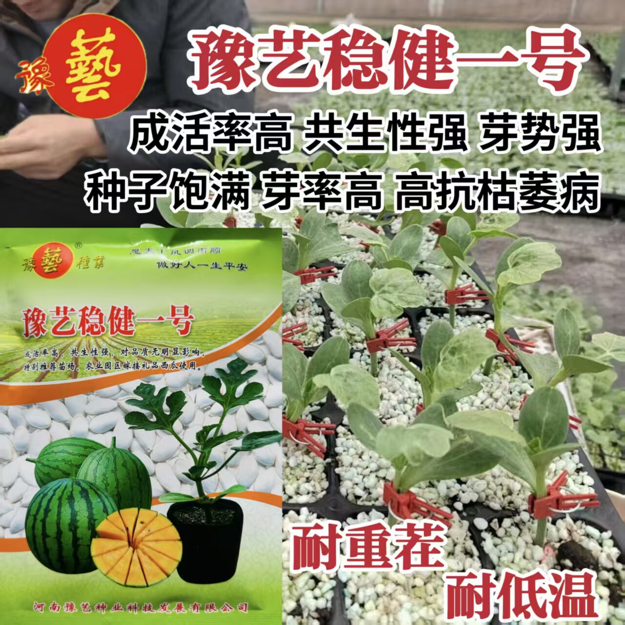豫艺稳健一号砧木种子嫁接专用种子籽孑番茄辣椒西瓜种子茄子嫁接
