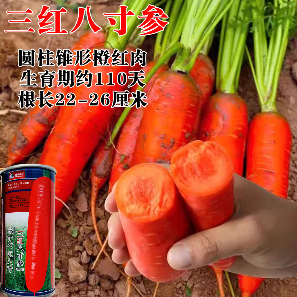 三红八寸参胡萝卜种子甜脆水果罗卜春秋四季蔬菜种子橙红色糖度高